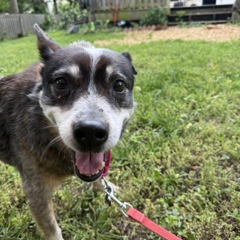 Ladybug, ADOPTABLE, Senior Female Australian Cattle Dog / Blue Heeler.