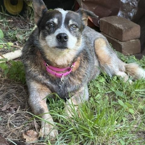Ladybug, a ADOPTABLE Australian Cattle Dog / Blue Heeler in Swarthmore, PA image 2/5