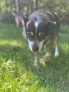 Ladybug, a ADOPTABLE Australian Cattle Dog / Blue Heeler in Swarthmore, PA image 3/4