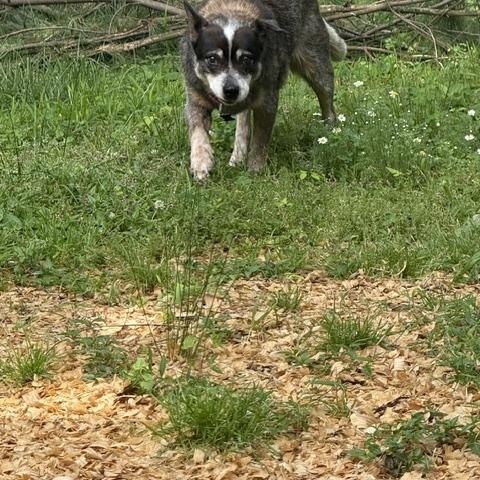 Ladybug, a ADOPTABLE Australian Cattle Dog / Blue Heeler in Swarthmore, PA image 5/5
