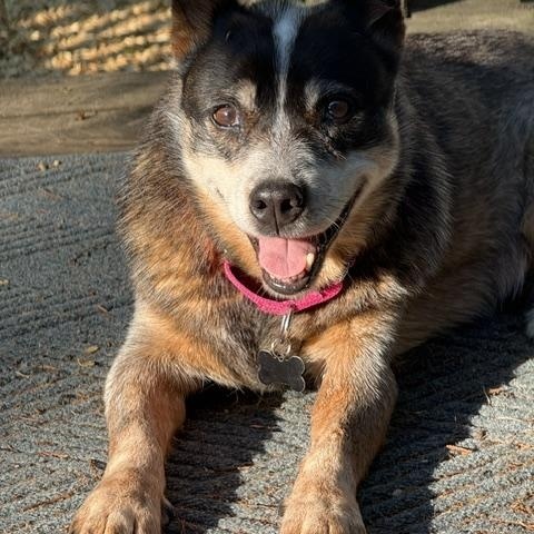 Ladybug, a ADOPTABLE Australian Cattle Dog / Blue Heeler in Swarthmore, PA image 4/5