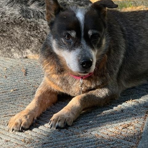 Ladybug, a ADOPTABLE Australian Cattle Dog / Blue Heeler in Swarthmore, PA image 3/5