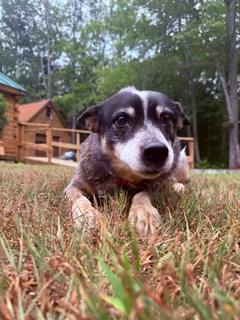 Ladybug, ADOPTABLE, Senior Female Australian Cattle Dog / Blue Heeler.