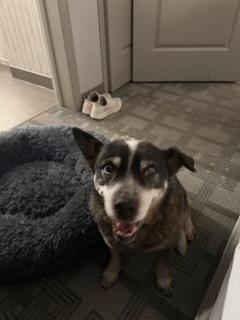 Ladybug, a ADOPTABLE Australian Cattle Dog / Blue Heeler in Swarthmore, PA image 4/4