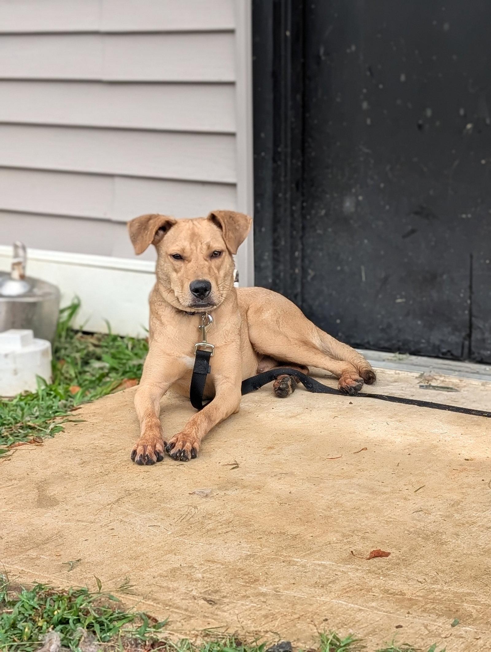 Enlarge Duncan-handsome yellow lab mix, a Adoptable Labrador Retriever in Oakhurst, NJ image 1/3