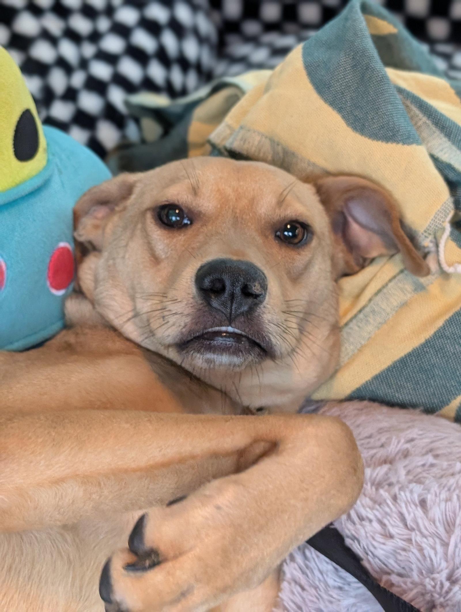 Enlarge Duncan-handsome yellow lab mix, a Adoptable Labrador Retriever in Oakhurst, NJ image 2/3