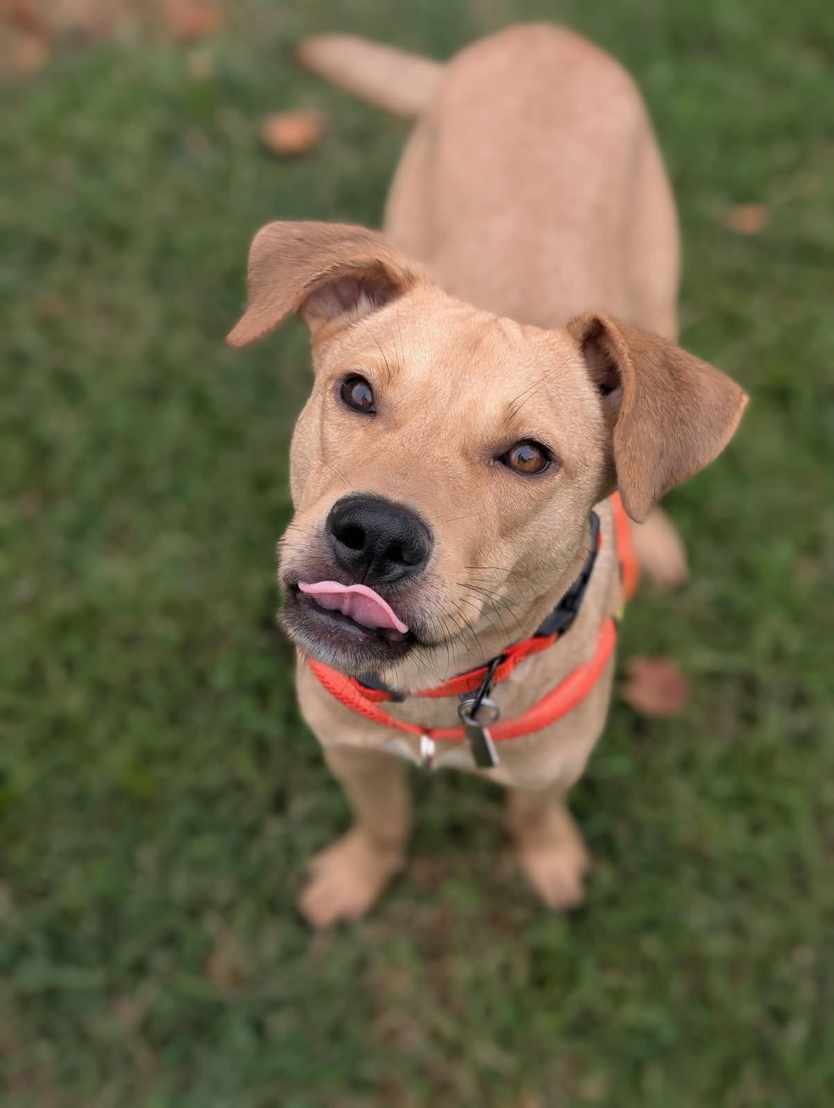 Enlarge Duncan-handsome yellow lab mix, a Adoptable Labrador Retriever in Oakhurst, NJ image 3/3