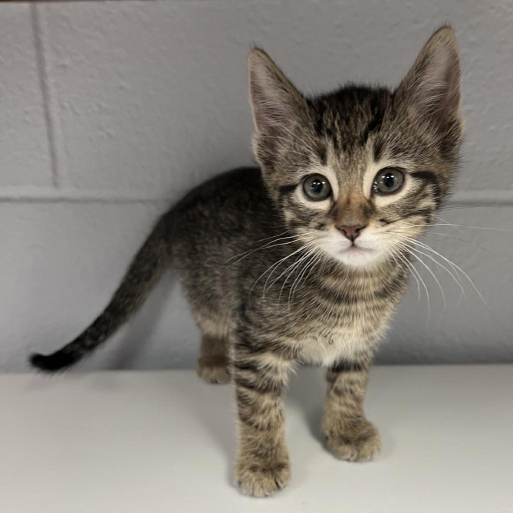 Tater, a Adoptable Domestic Short Hair in Amarillo, TX image 1/3