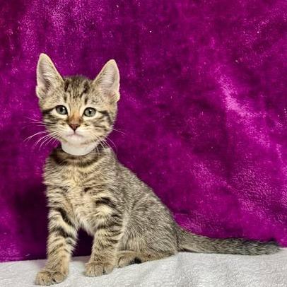 Tater, a Adoptable Domestic Short Hair in Amarillo, TX image 2/3