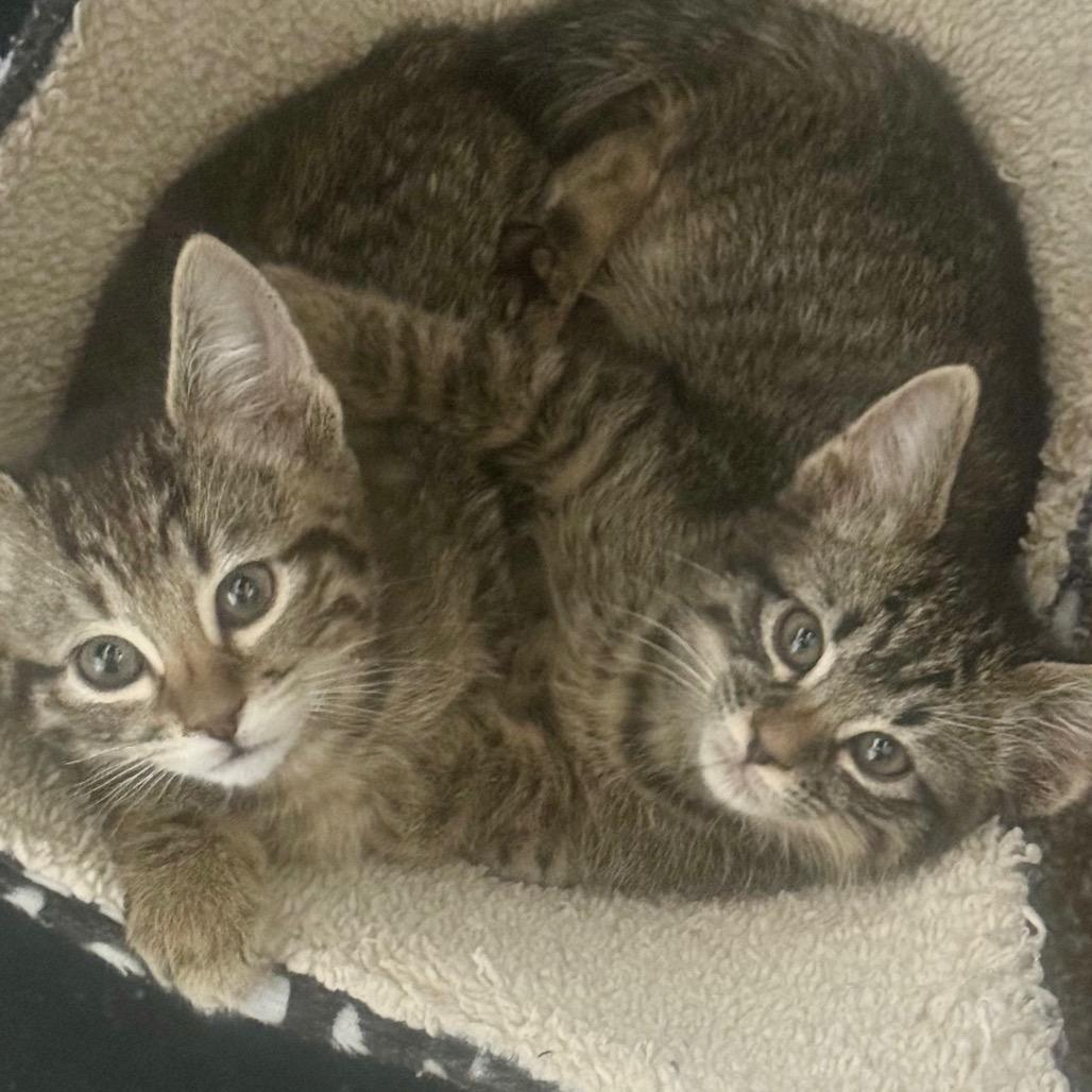 Tater, Adoptable, Kitten Male Domestic Short Hair.