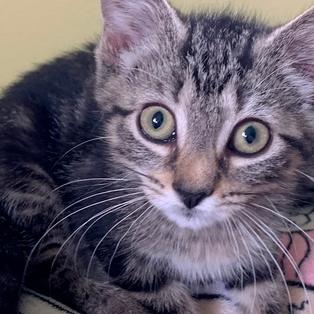 Bud, Adoptable, Kitten Male Domestic Short Hair.