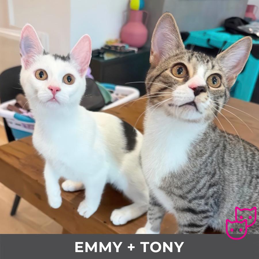 Tony (bonded with Emmy), a Adoptable Domestic Short Hair in Etobicoke, ON image 4/4