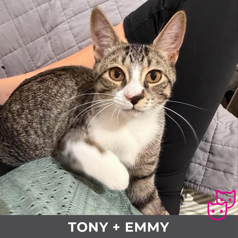 Tony (bonded with Emmy), Adoptable, Kitten Male Domestic Short Hair.
