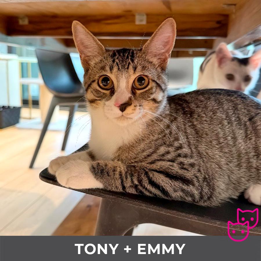 Tony (bonded with Emmy), a Adoptable Domestic Short Hair in Etobicoke, ON image 2/4