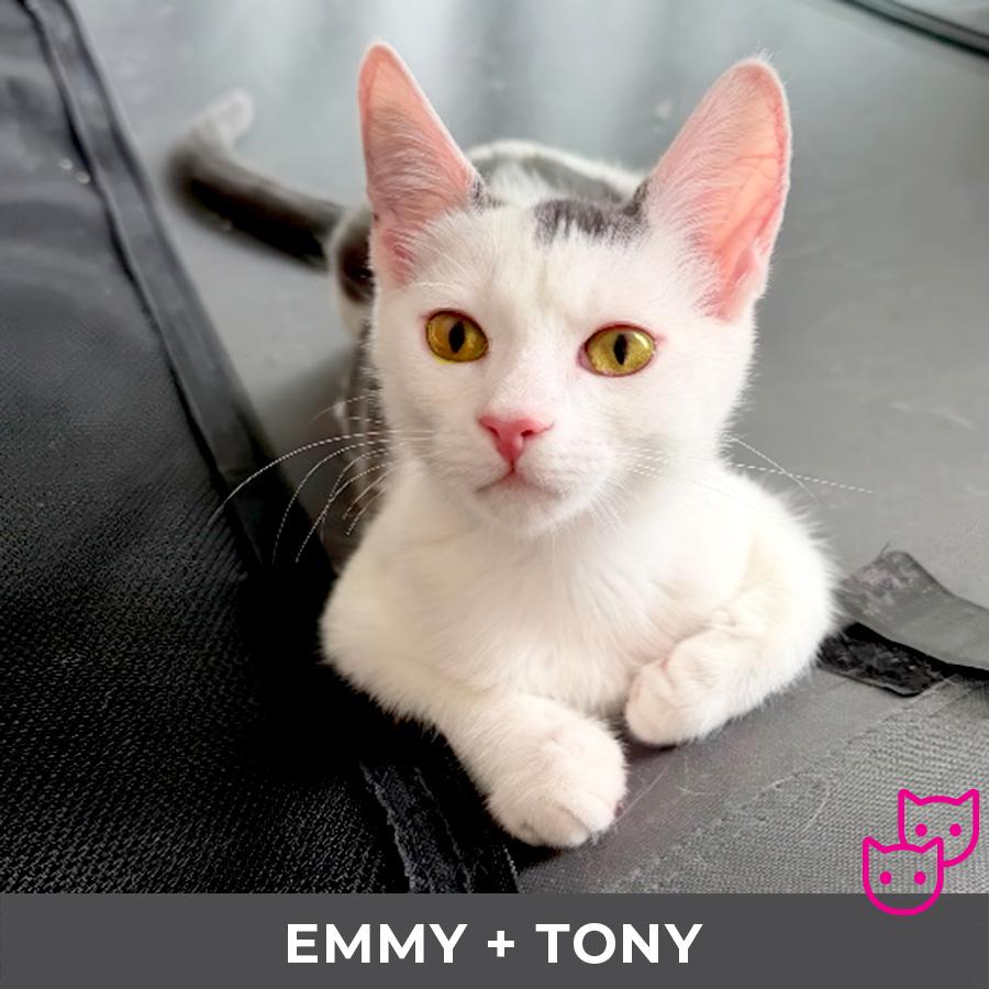 Tony (bonded with Emmy), a Adoptable Domestic Short Hair in Etobicoke, ON image 3/4