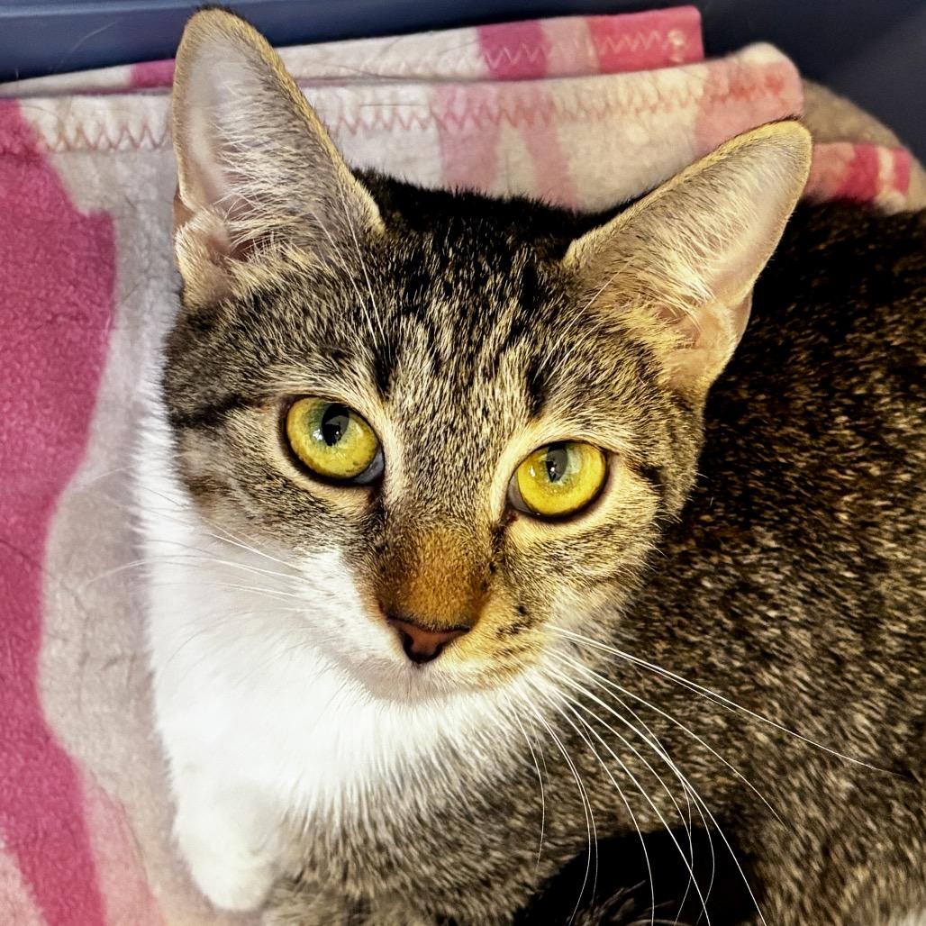 Enlarge Baby Girl, a Adoptable Domestic Short Hair in Sarasota, FL image 1/5