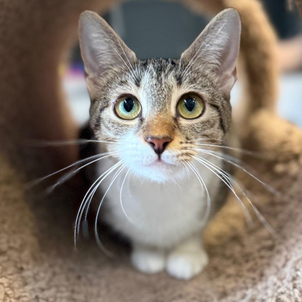 Enlarge Baby Girl, a Adoptable Domestic Short Hair in Sarasota, FL image 2/6