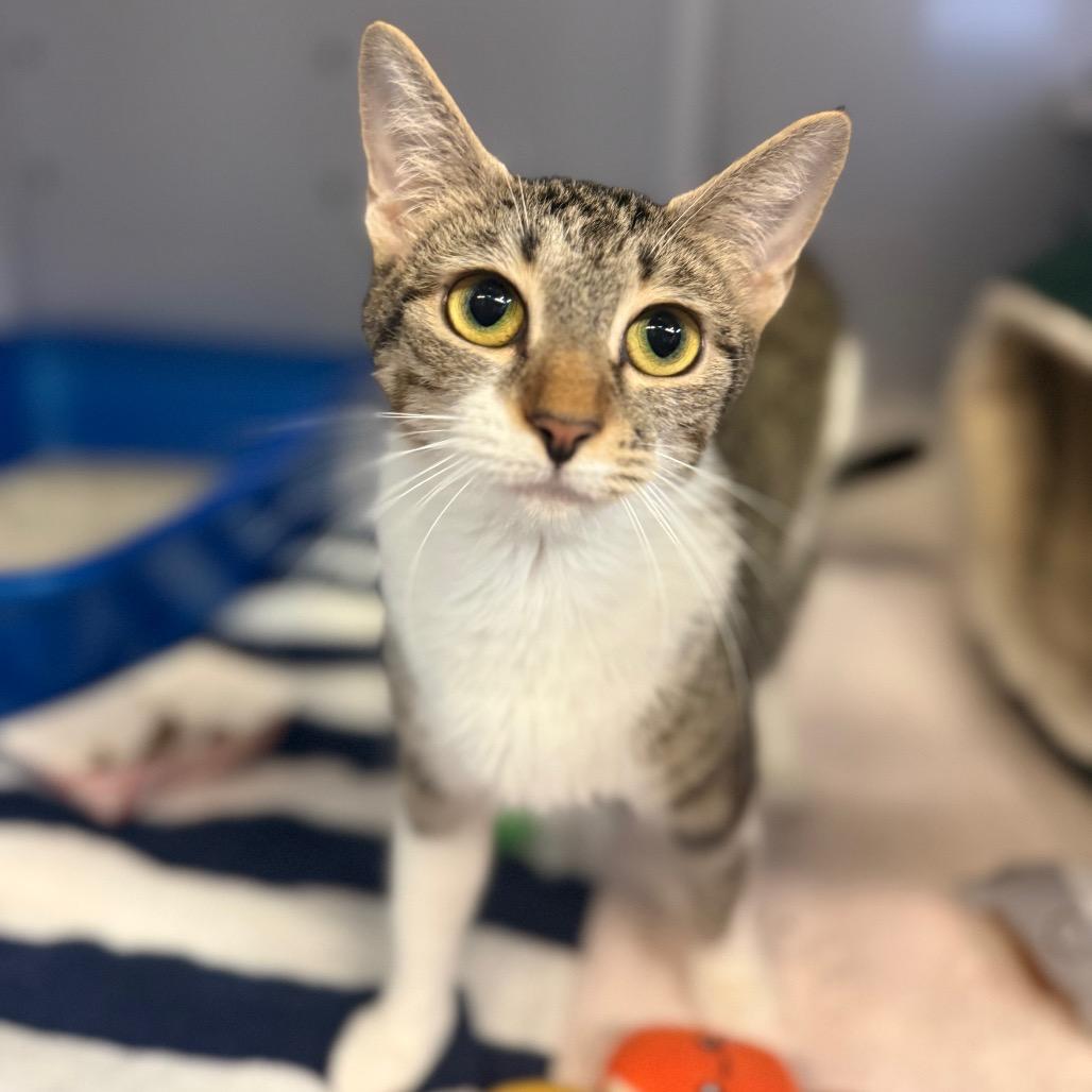 Enlarge Baby Girl, a Adoptable Domestic Short Hair in Sarasota, FL image 2/5