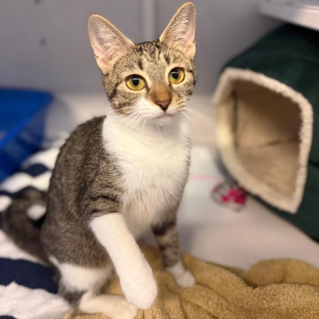 Enlarge Baby Girl, a Adoptable Domestic Short Hair in Sarasota, FL image 3/5