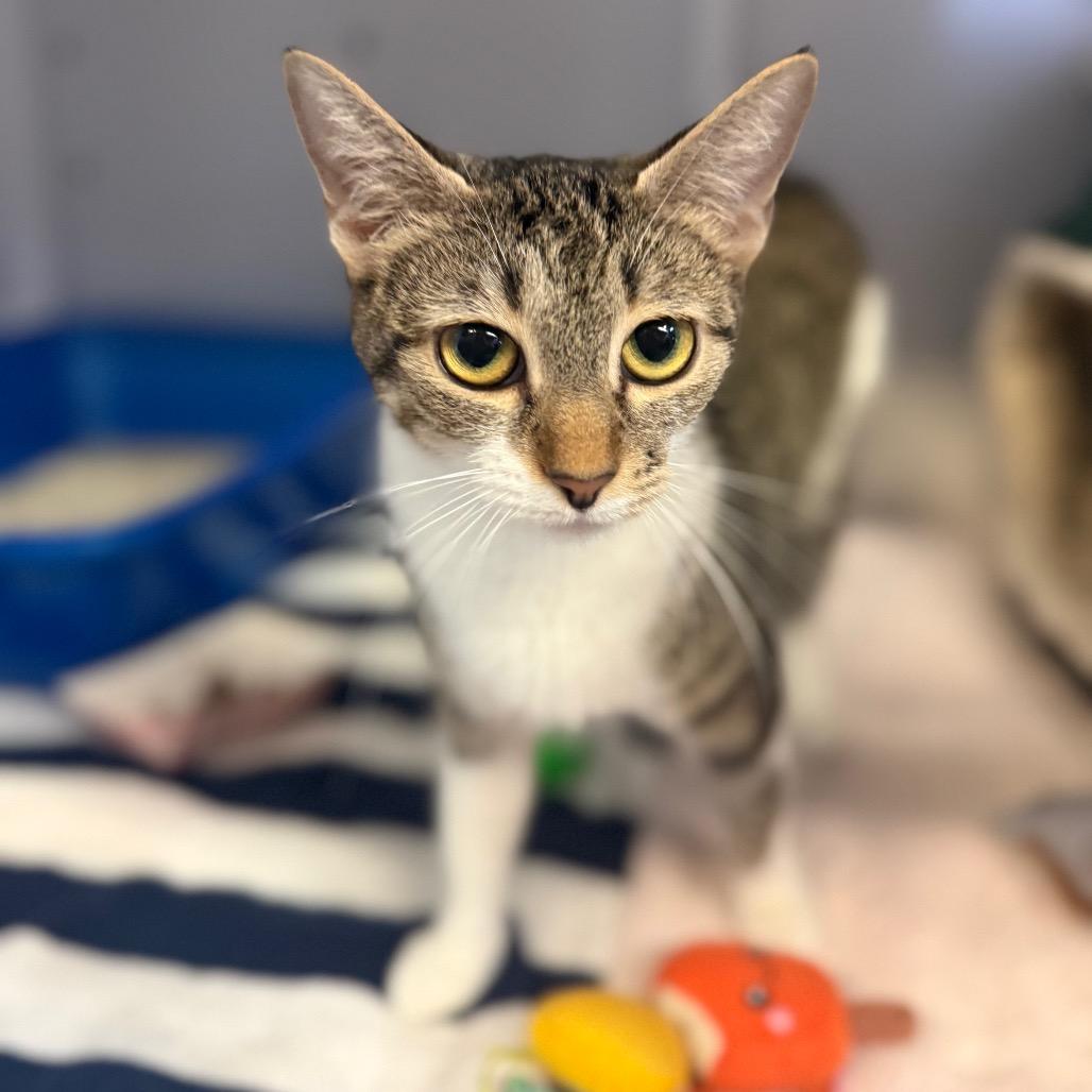 Enlarge Baby Girl, a Adoptable Domestic Short Hair in Sarasota, FL image 4/5