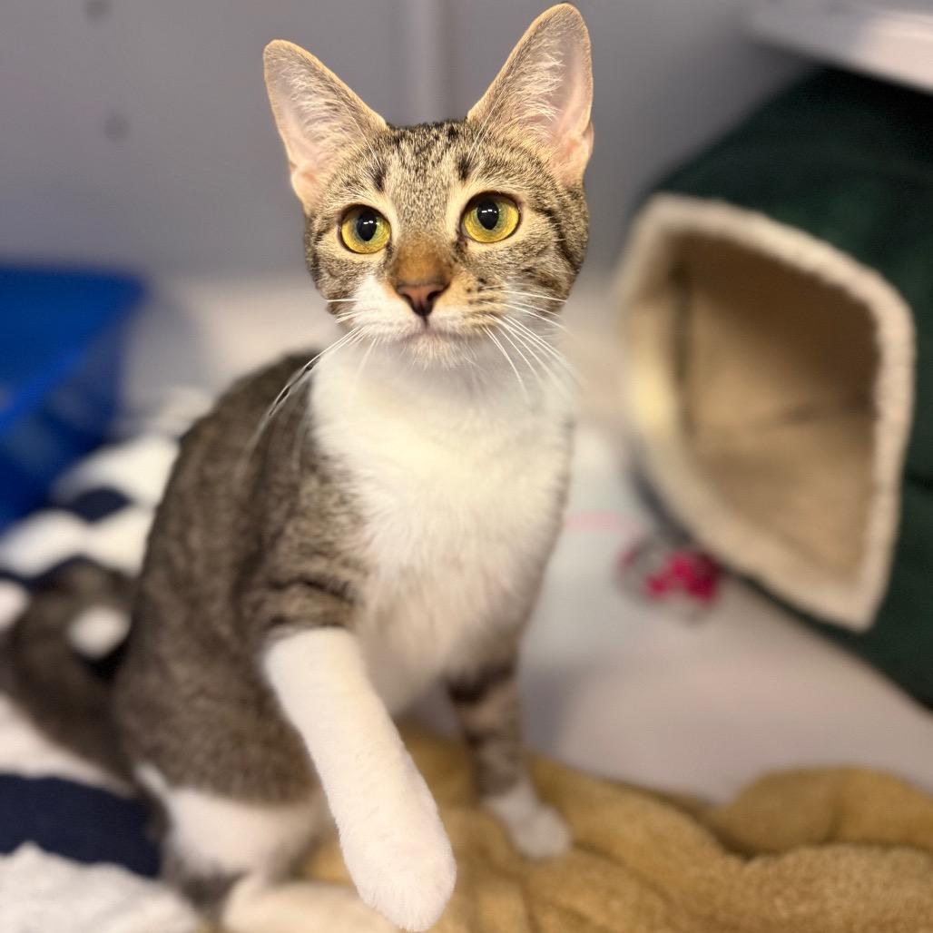 Enlarge Baby Girl, a Adoptable Domestic Short Hair in Sarasota, FL image 5/5