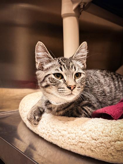 Cheese, ADOPTABLE, Kitten Male Domestic Short Hair.