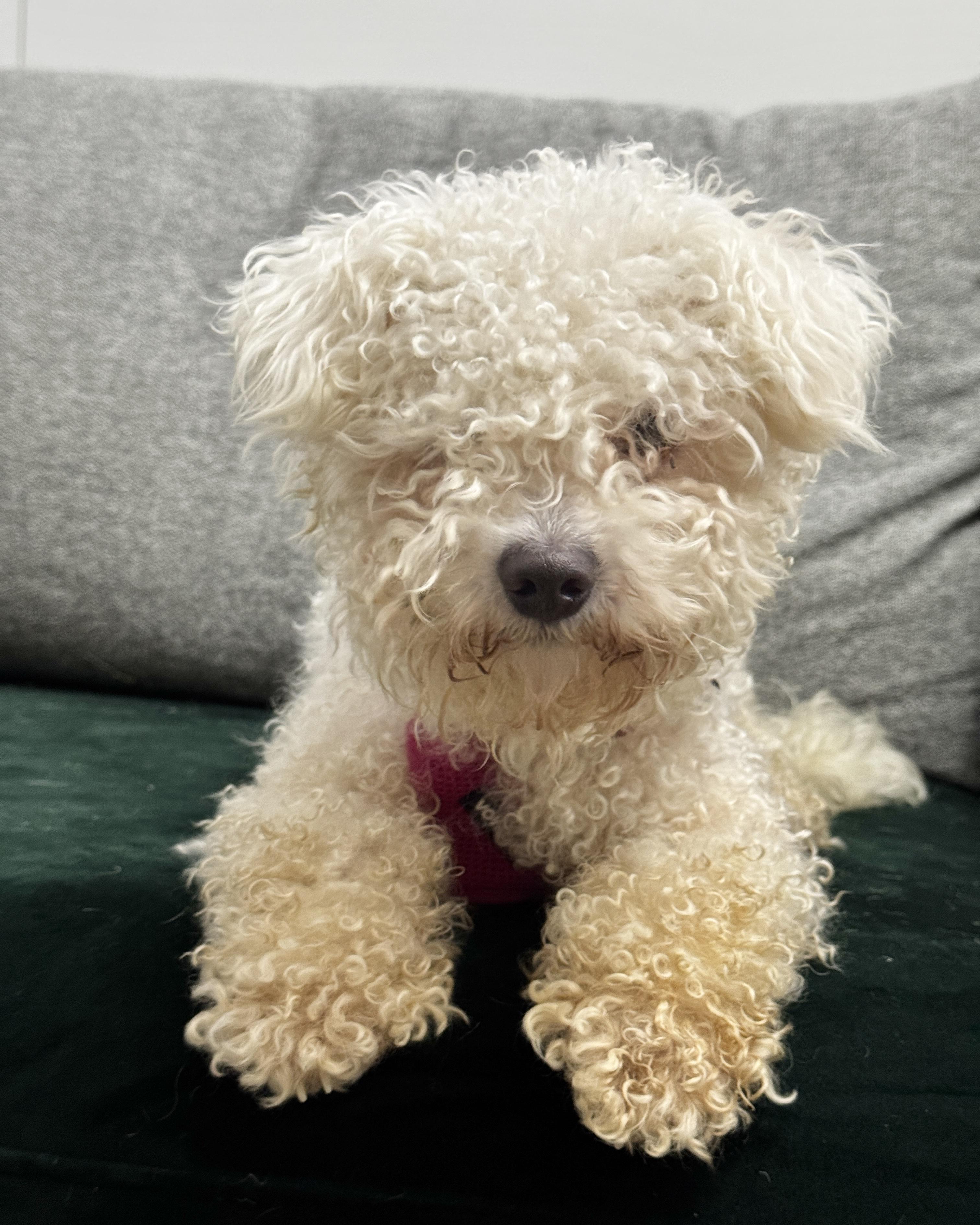 Point Nemo, adopted, Young Male Miniature Poodle.