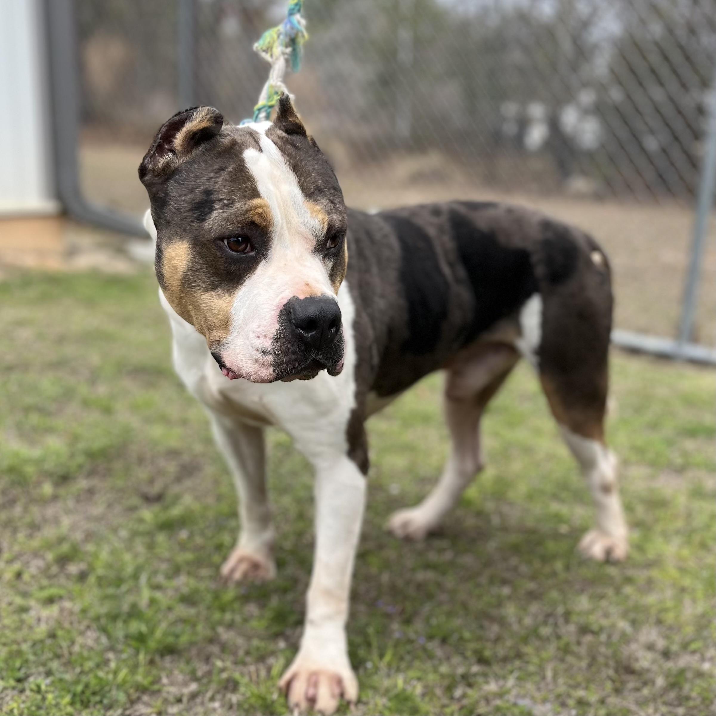 Moose — thumbnail 6