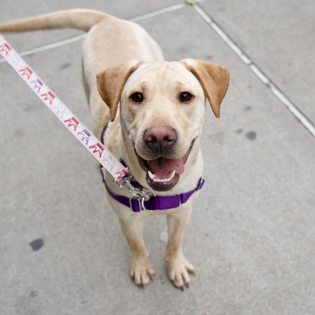 Lizzie, Adoptable, Young Female Yellow Labrador Retriever & Mixed Breed.