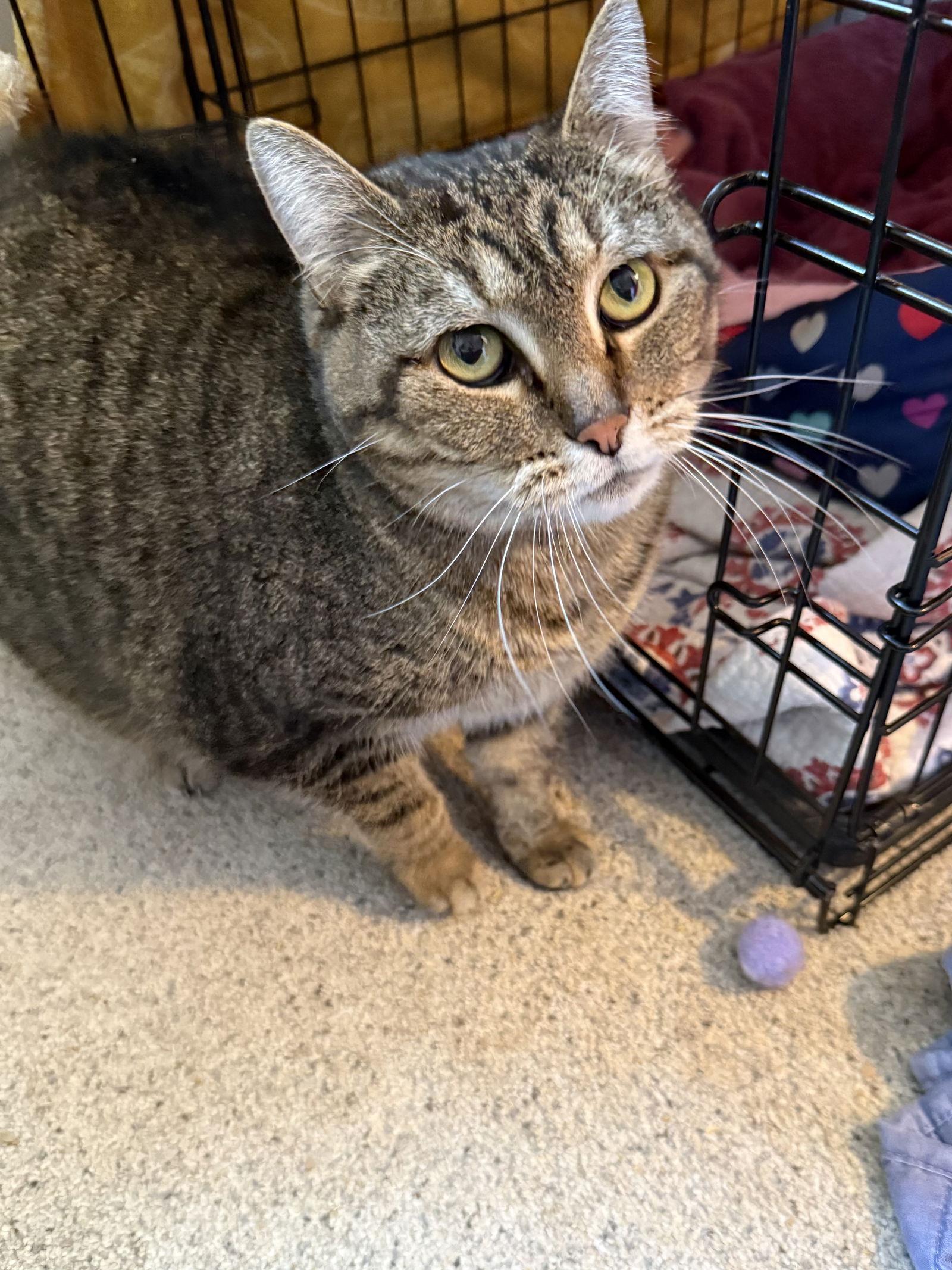 Enlarge Cleo, a Adoptable Domestic Short Hair in Zimmerman, MN image 1/1
