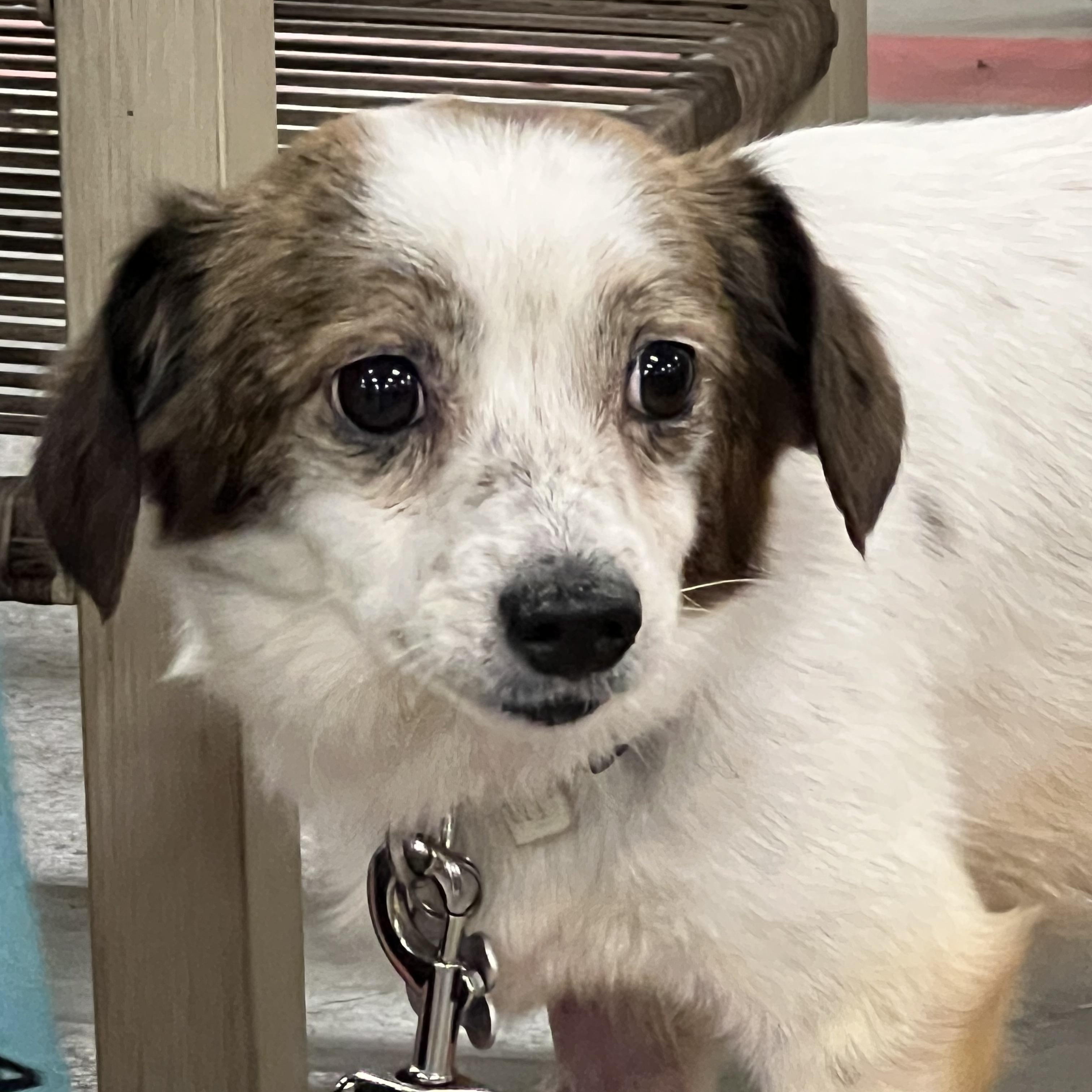 Ozzy, a ADOPTABLE mixed breed in Lincoln University, PA image 3/3