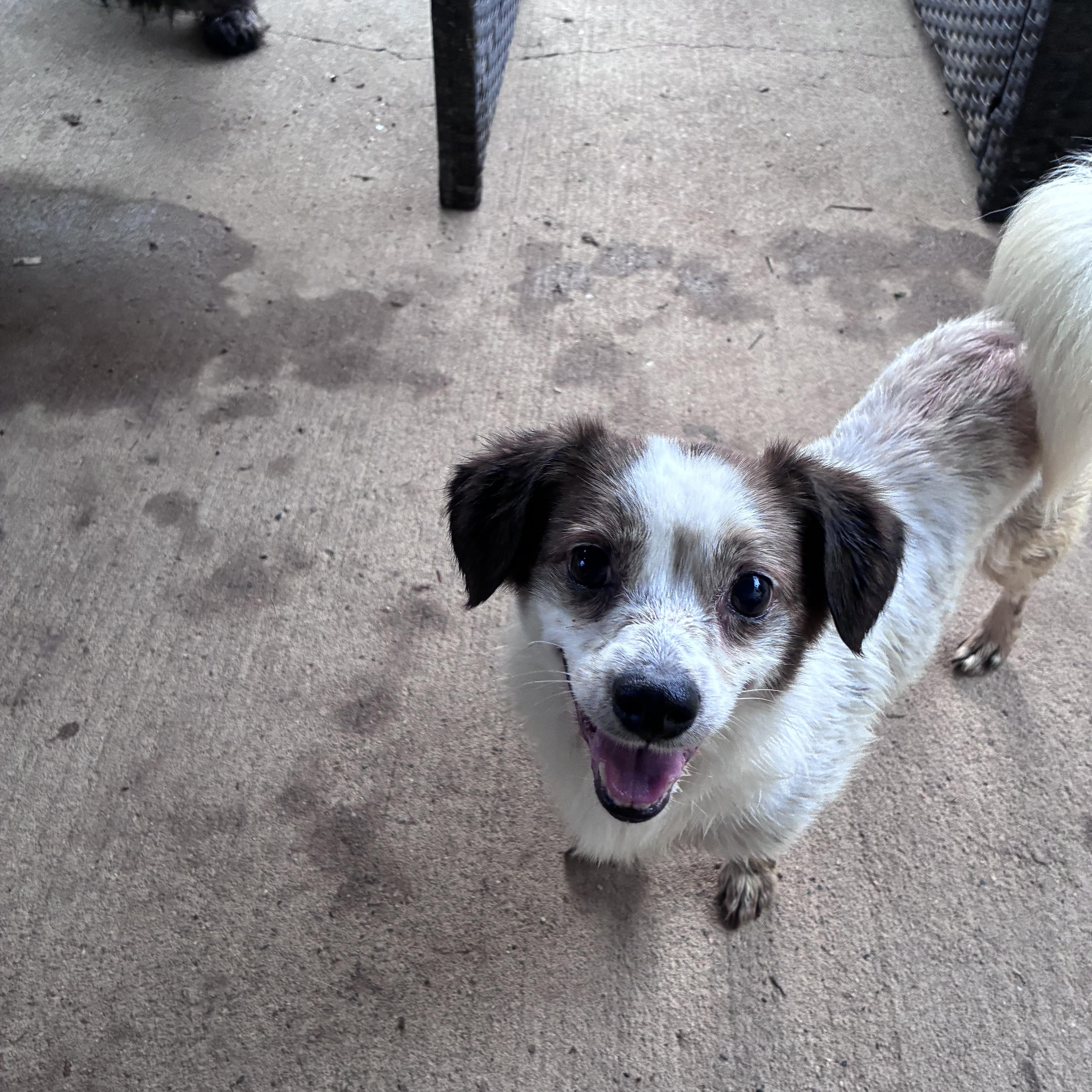 Ozzy, ADOPTABLE, Adult Male Jack Russell Terrier.