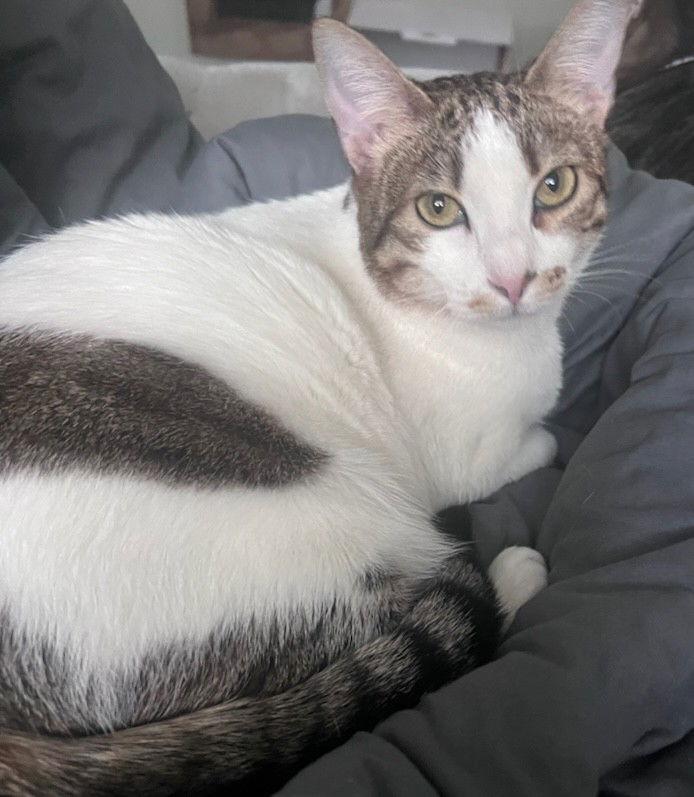 Sasha, Adoptable, Young Female Domestic Short Hair.