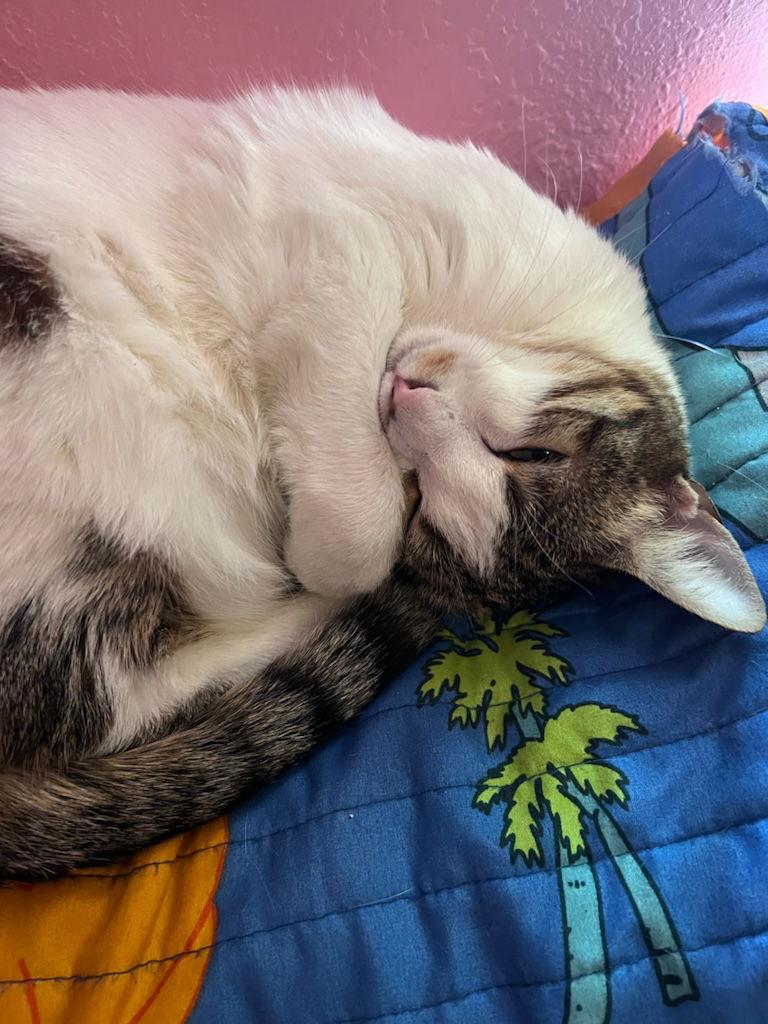 Enlarge Sasha, a Adoptable Domestic Short Hair in Oakland Park, FL image 2/3