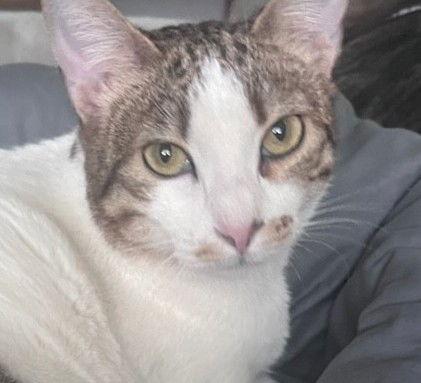 Enlarge Sasha, a Adoptable Domestic Short Hair in Oakland Park, FL image 3/3