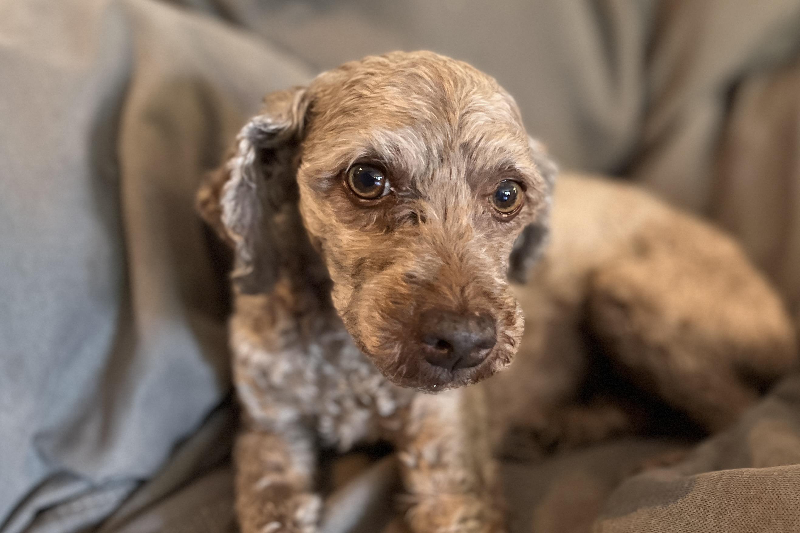 Cooper & Charlie (bonded pair), a ADOPTABLE mixed breed in Cranston, RI image 3/6