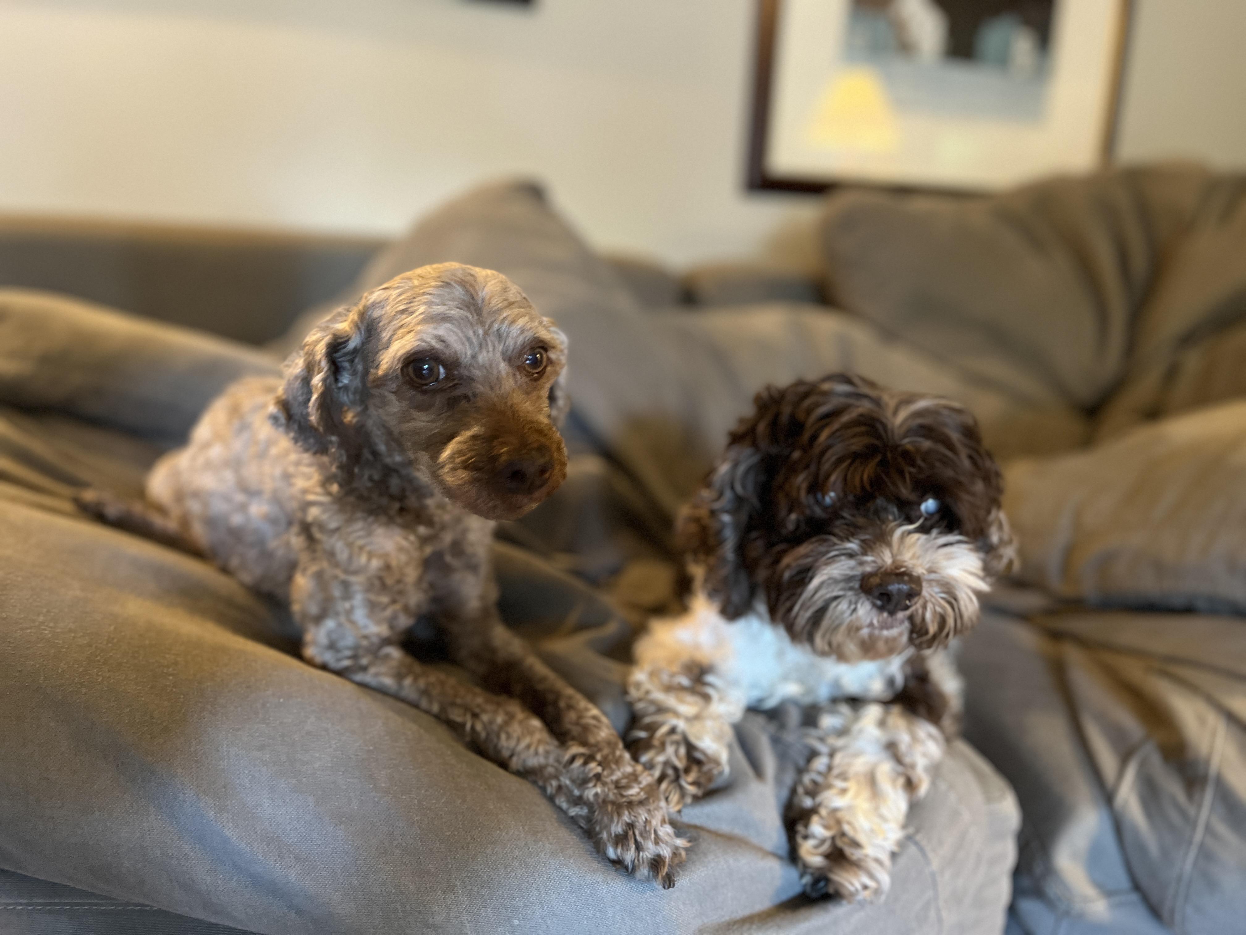 Cooper & Charlie (bonded pair), a ADOPTABLE mixed breed in Cranston, RI image 1/6