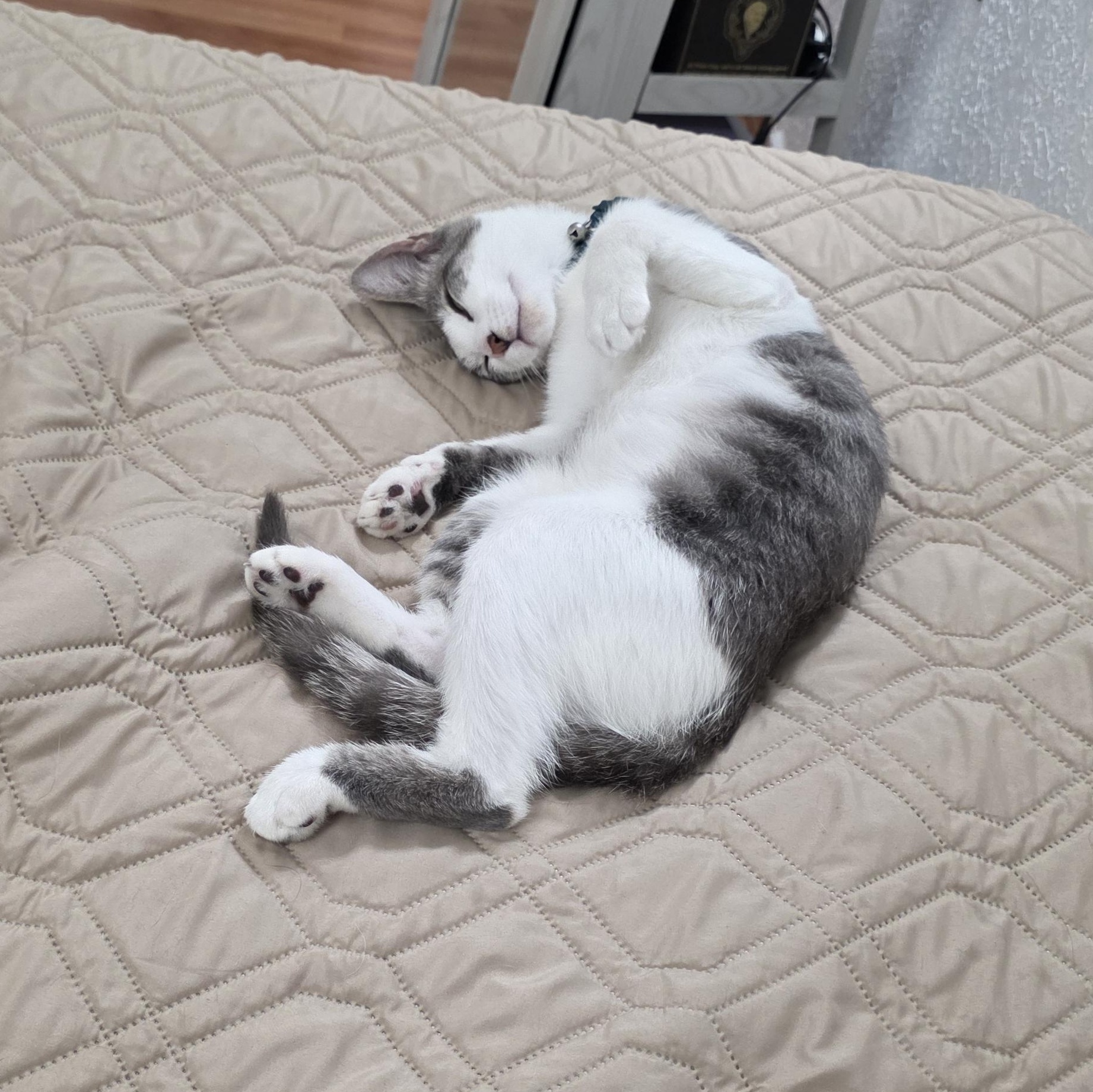 Enlarge Niña, a Adopted Domestic Short Hair in Orange, CA image 1/4