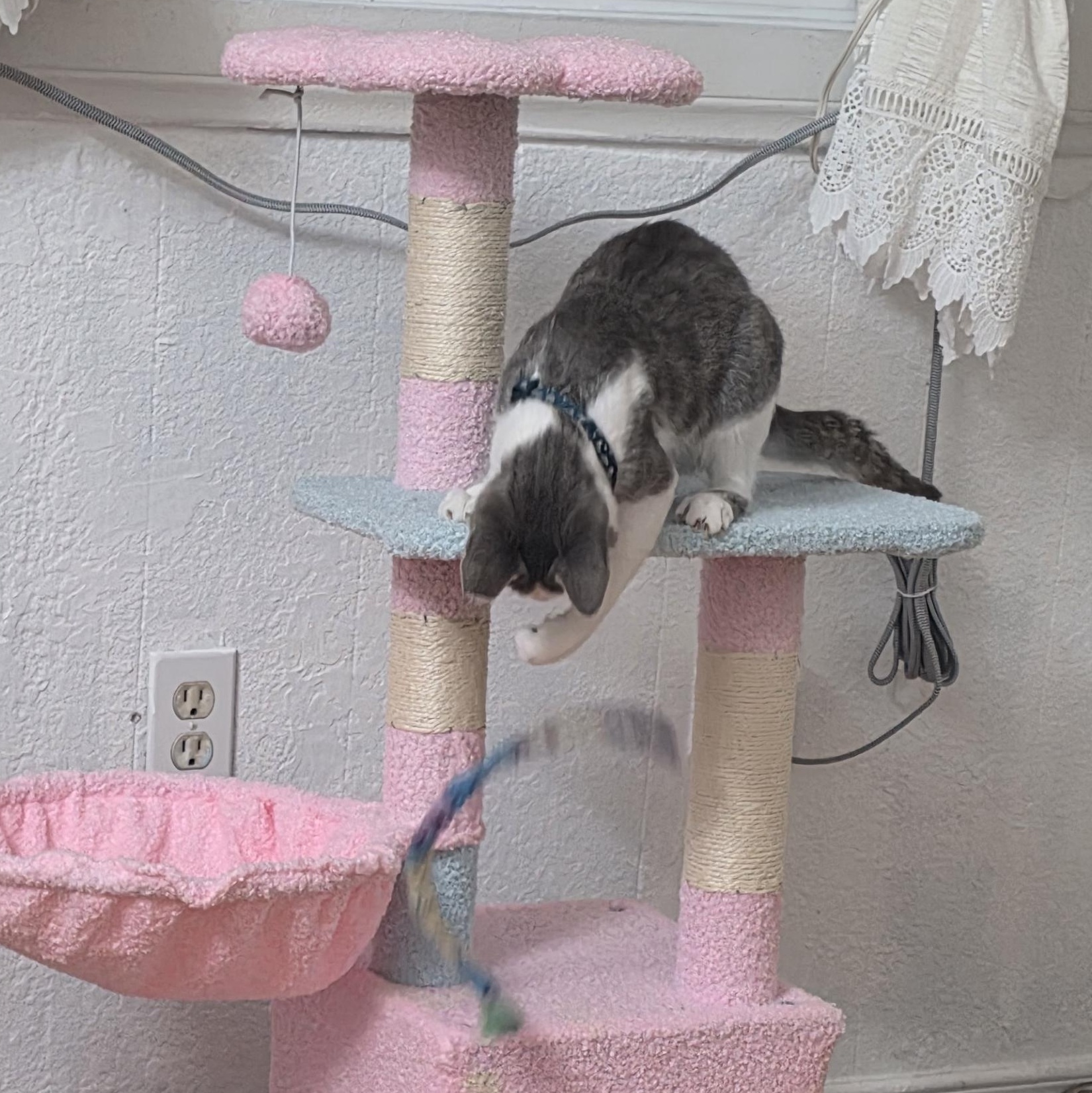 Enlarge Niña, a Adopted Domestic Short Hair in Orange, CA image 3/4