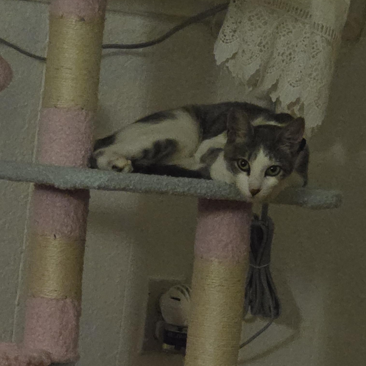 Enlarge Niña, a Adopted Domestic Short Hair in Orange, CA image 4/4