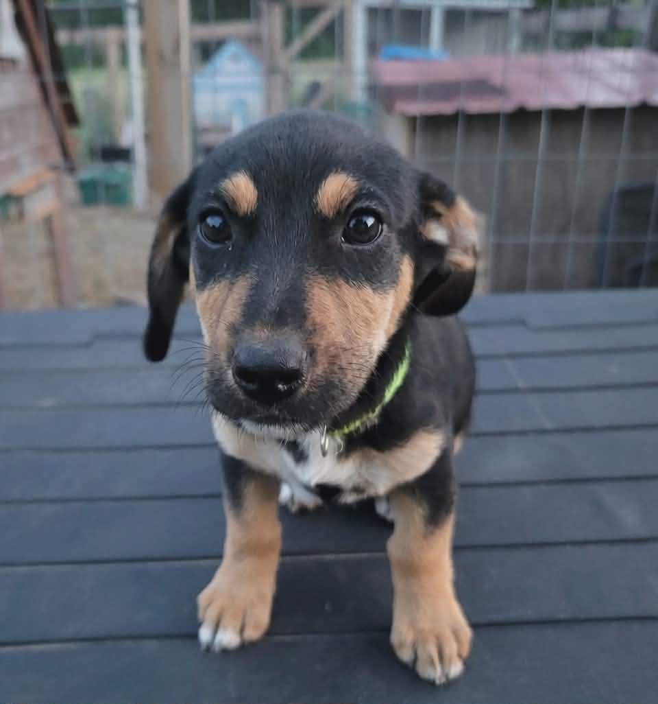 Jasper, Adoptable, Puppy Male Australian Shepherd.