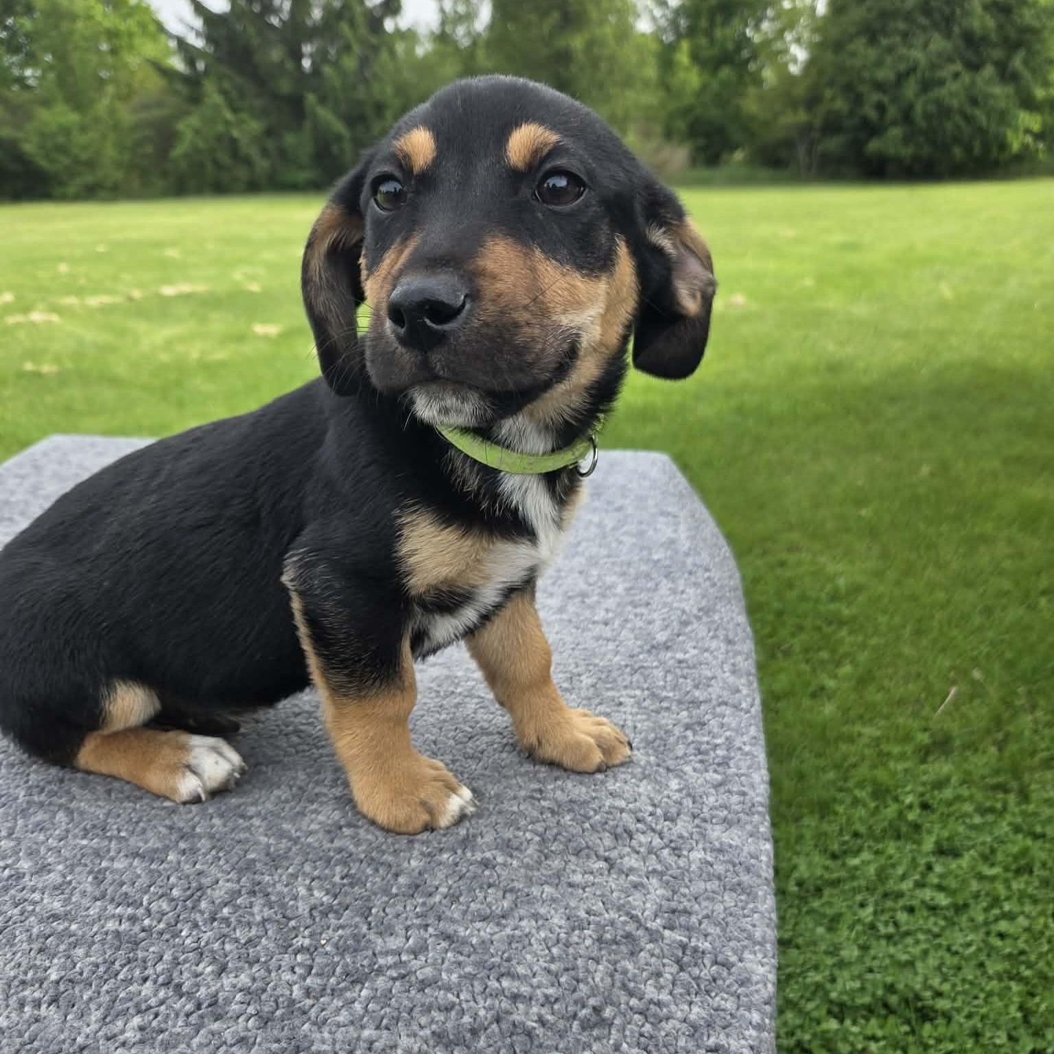 Jasper, Adoptable, Puppy Male Labrador Retriever & Australian Shepherd.