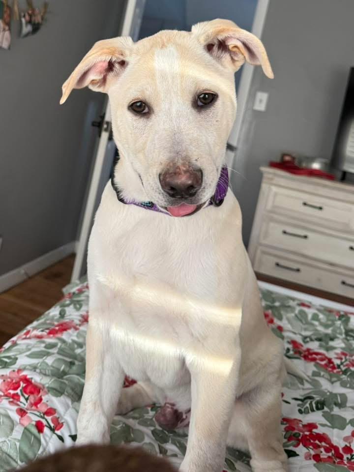 Enlarge Charlie , a Adoptable mixed breed in Succasunna, NJ image 1/2