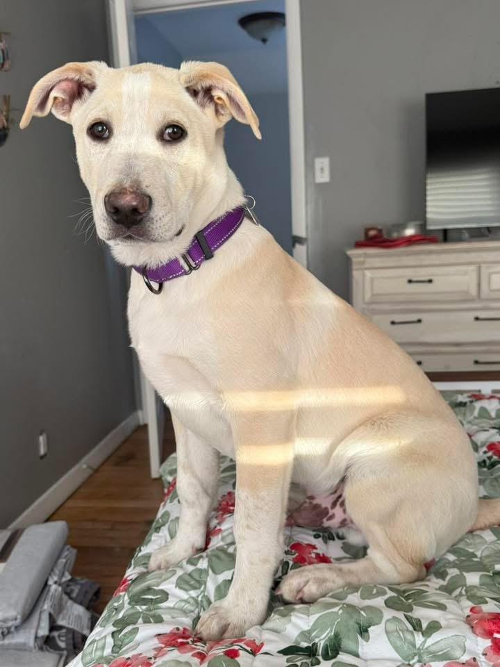 Enlarge Charlie , a Adoptable mixed breed in Succasunna, NJ image 2/2