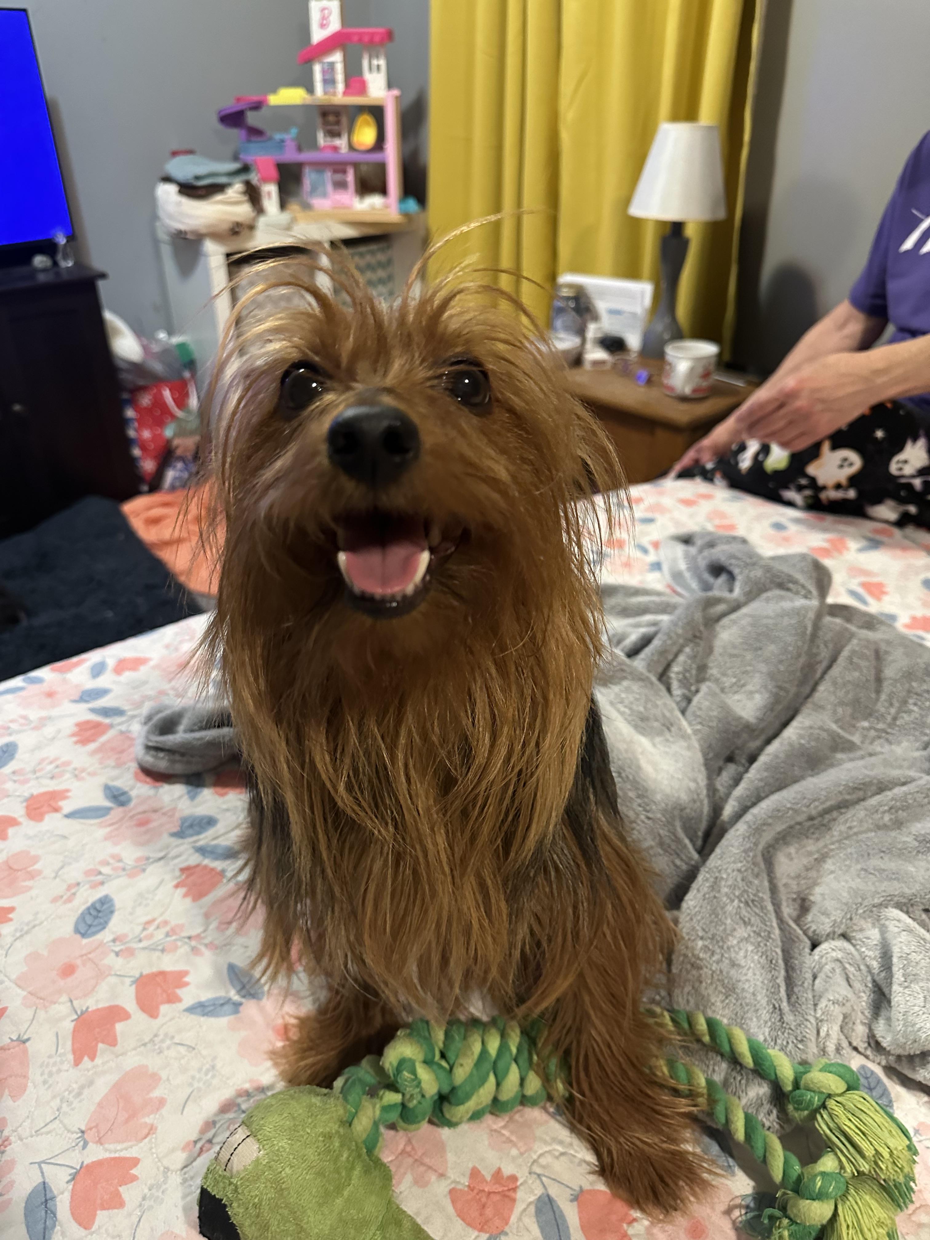 Wade! Amazing boy! , a ADOPTABLE Yorkshire Terrier in RUSSIAVILLE, IN image 2/6