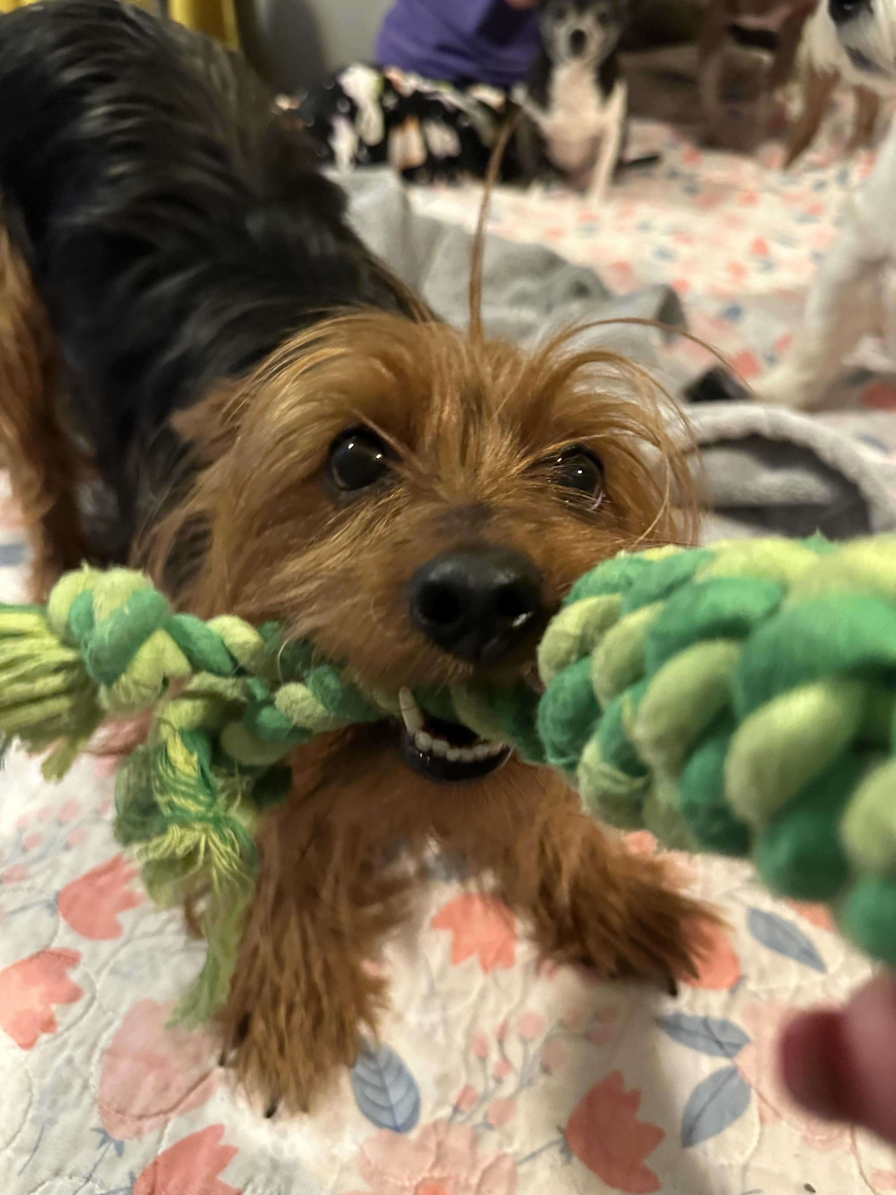 Wade! Amazing boy! , a ADOPTABLE Yorkshire Terrier in RUSSIAVILLE, IN image 3/6