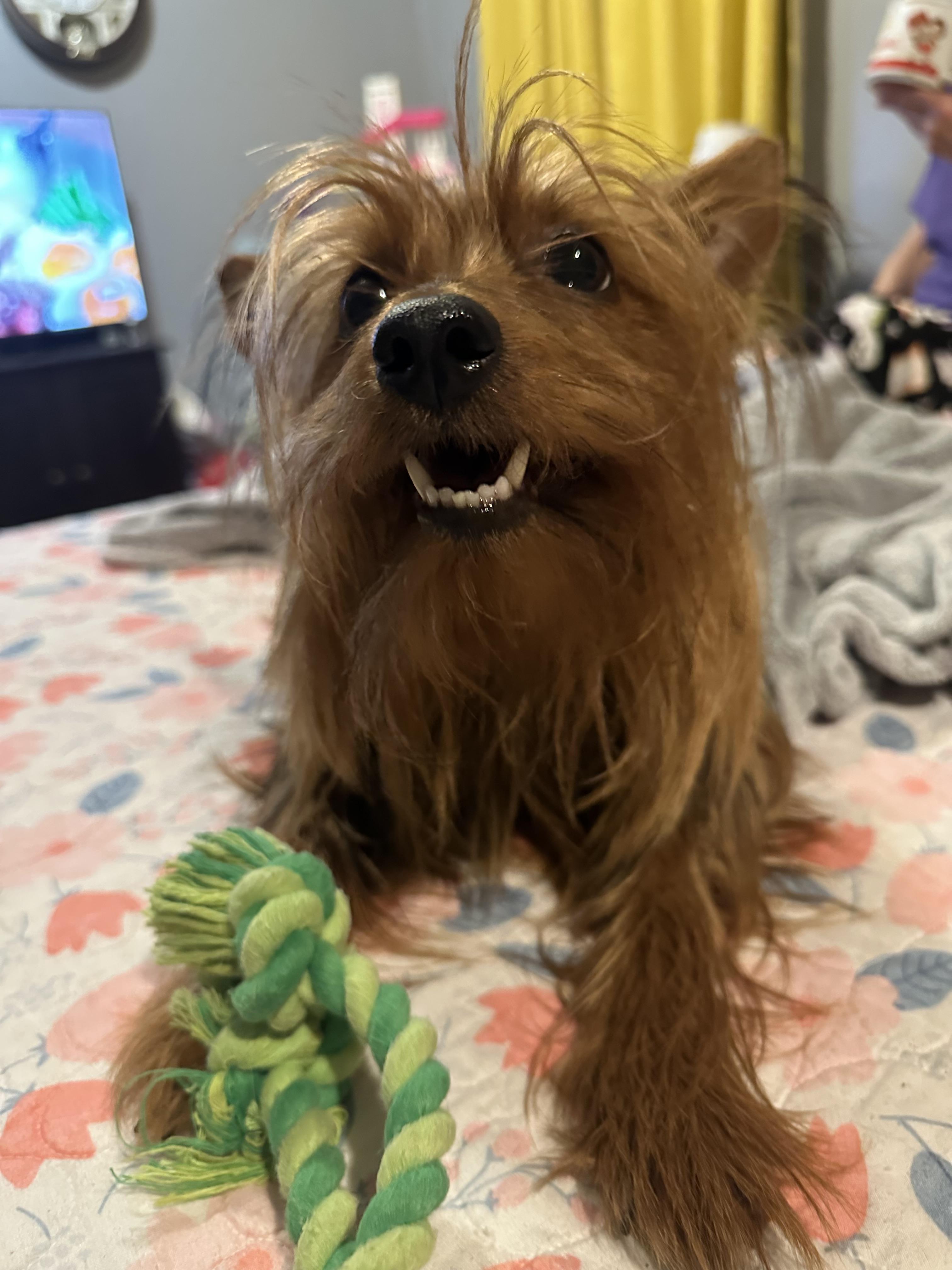 Wade! Amazing boy! , a ADOPTABLE Yorkshire Terrier in RUSSIAVILLE, IN image 4/6