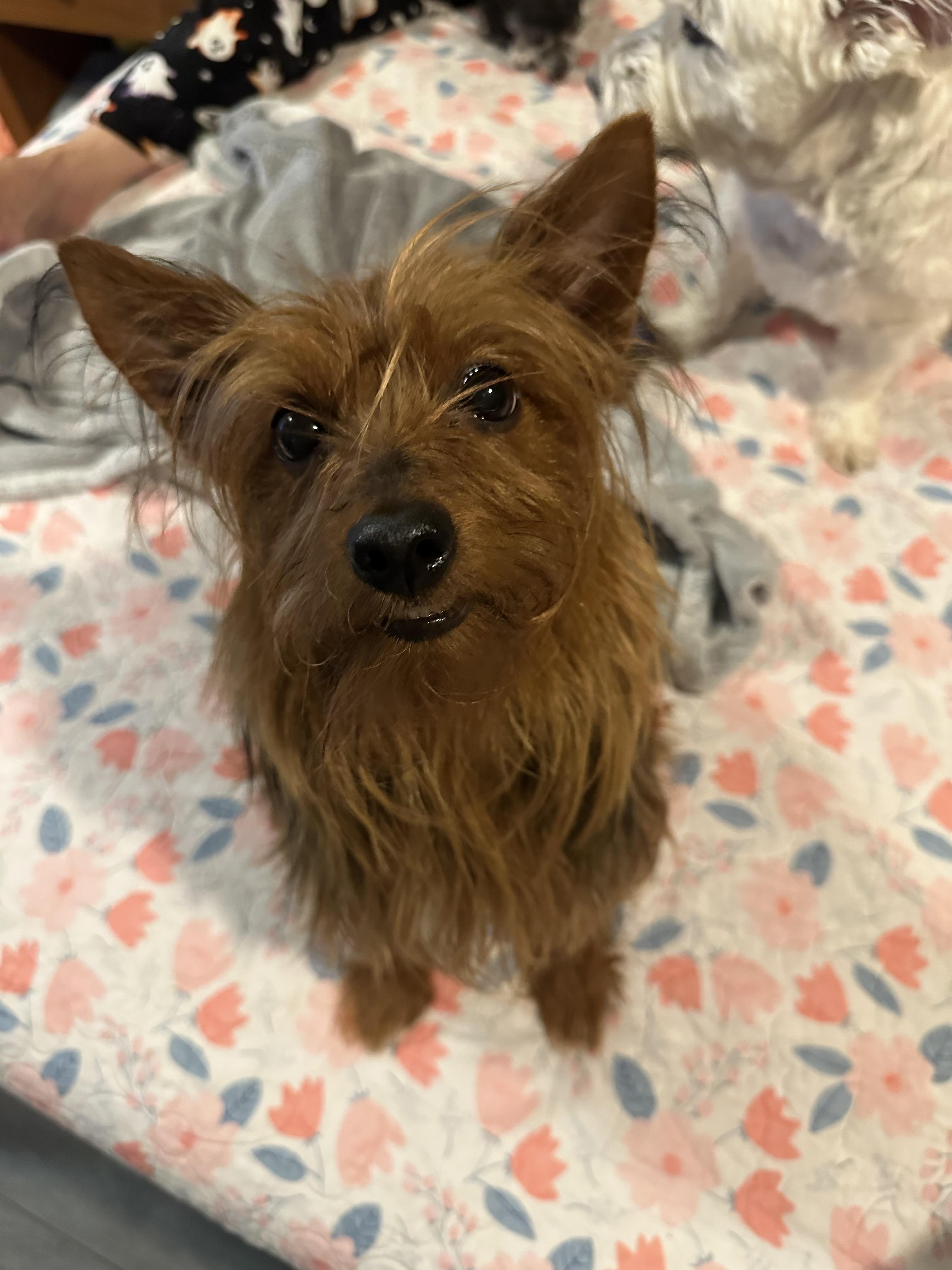 Wade! Amazing boy! , a ADOPTABLE Yorkshire Terrier in RUSSIAVILLE, IN image 6/6