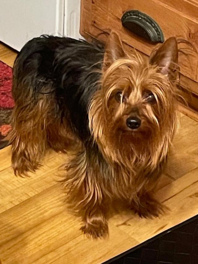 Wade! Amazing boy! , ADOPTABLE, Adult Male Yorkshire Terrier.