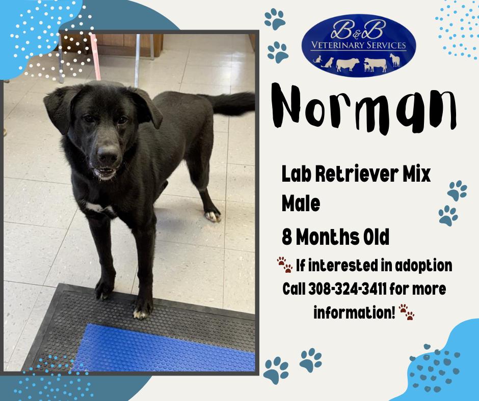 Enlarge Norman, a Adoptable Labrador Retriever in Lexington, NE image 1/1